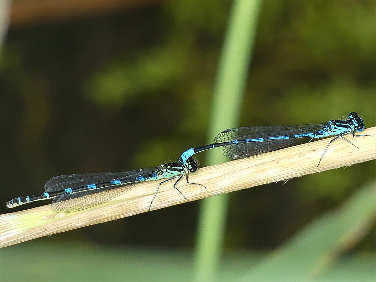 Coenagrion_pulchellum